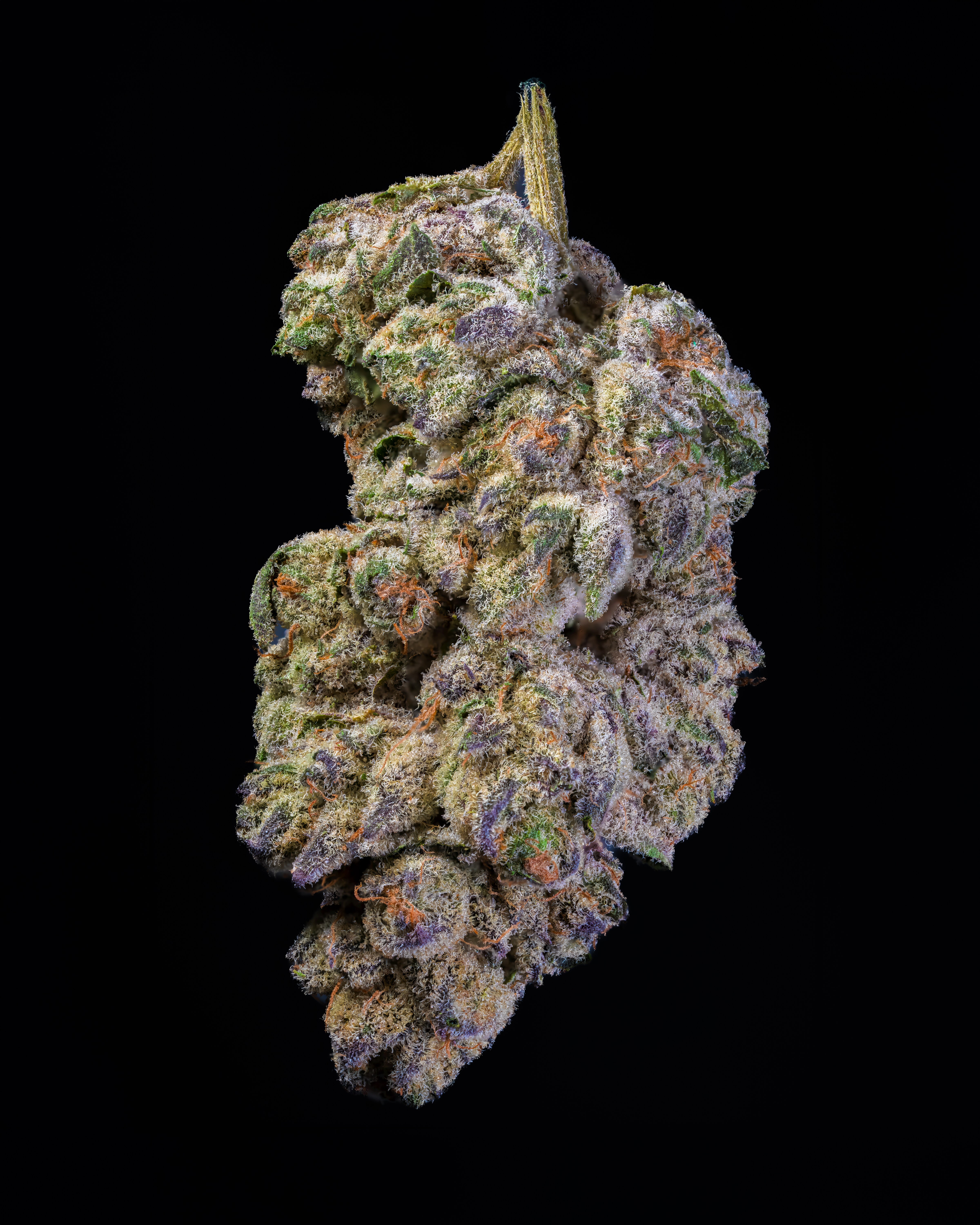 Flower โ Runtz, Big Moose Hemp